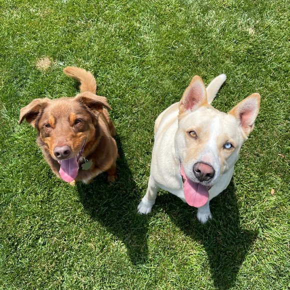 Meet your Posher, Victoria - Picture 1 of 1